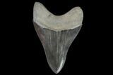 Serrated, Fossil Megalodon Tooth - Beautiful Tooth #95548-1
